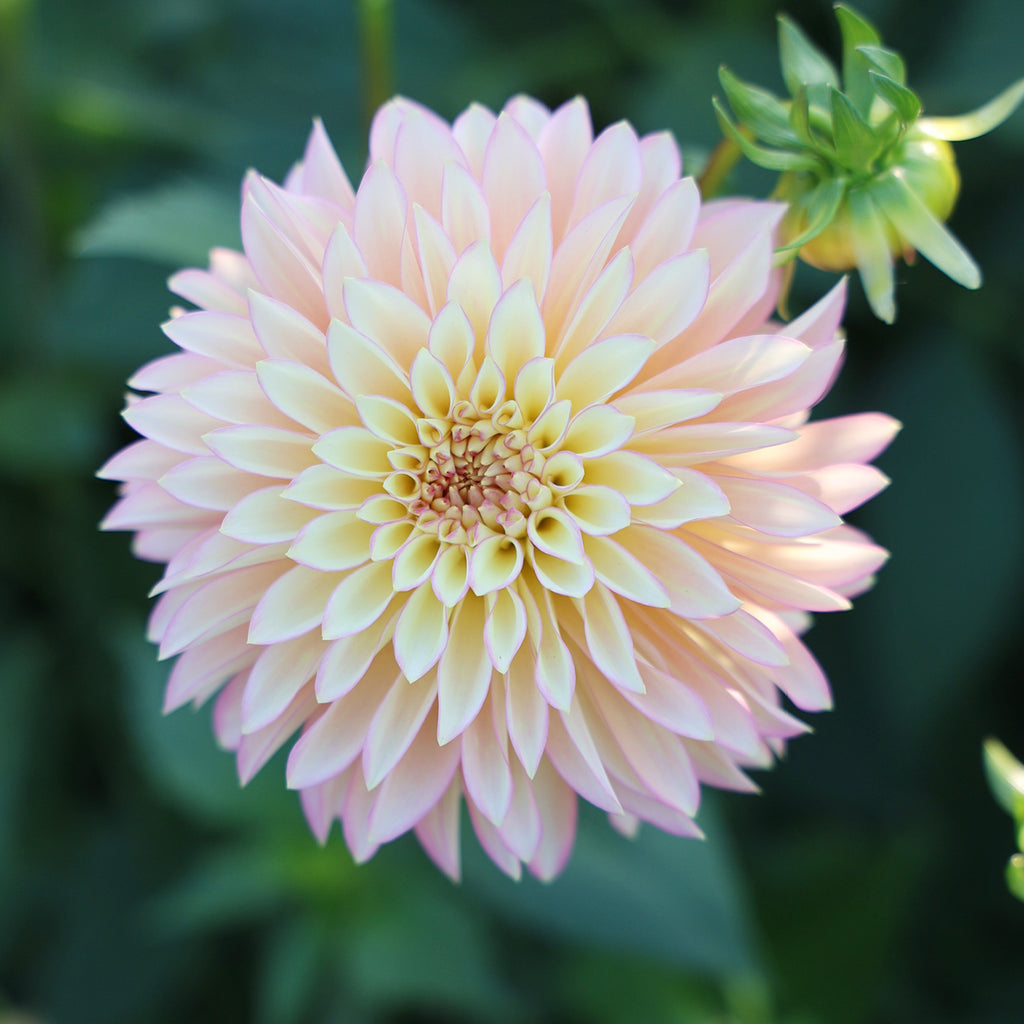 Dahlia Bloomquist Blush