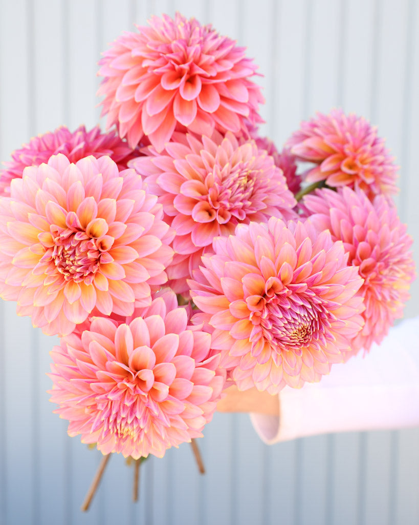 Dahlienstrauß der Dahliensorte Bloomquist Mojo vor einem blauen Hintergrund.