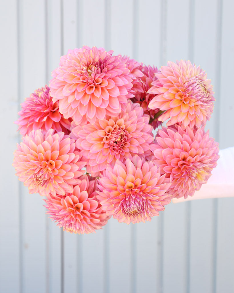 Dahlienstrauß der Dahliensorte Bloomquist Mojo vor einem blauen Hintergrund.