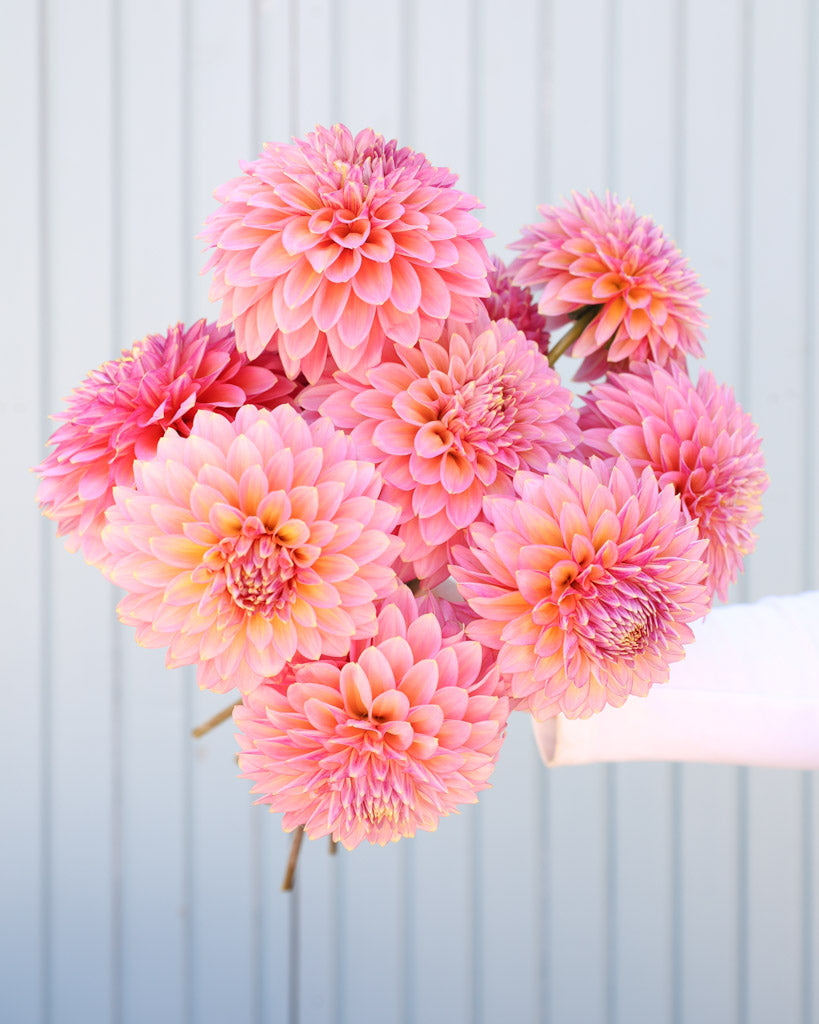 Dahlienstrauß der Dahliensorte Bloomquist Mojo vor einem blauen Hintergrund.