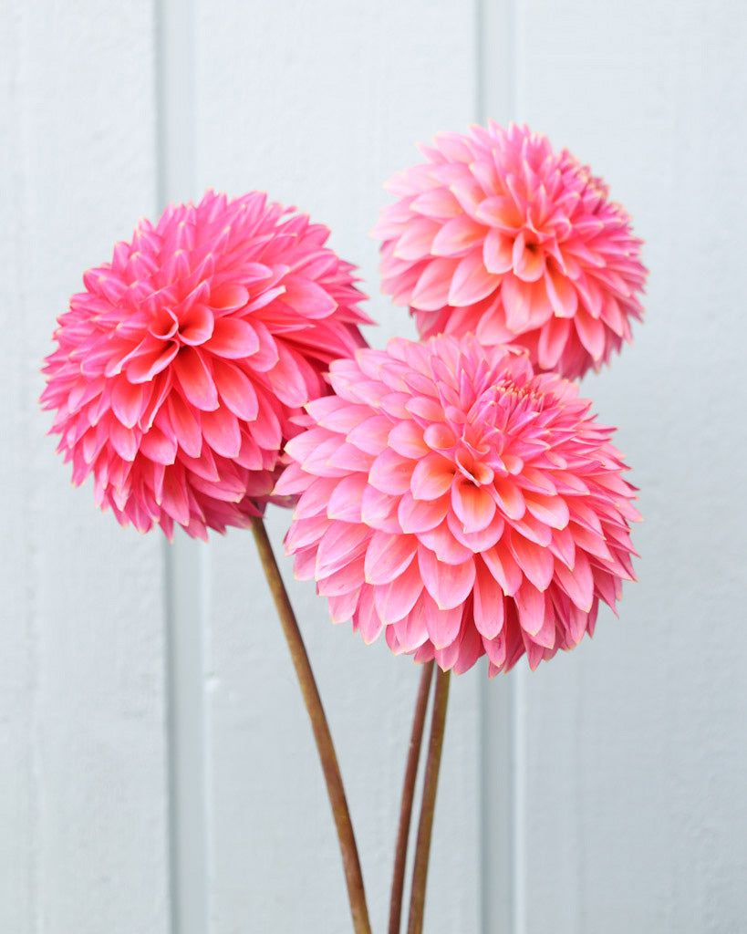 Drei Blüten der Dahliensorte Bloomquist Mojo vor einem blauen Hintergrund.