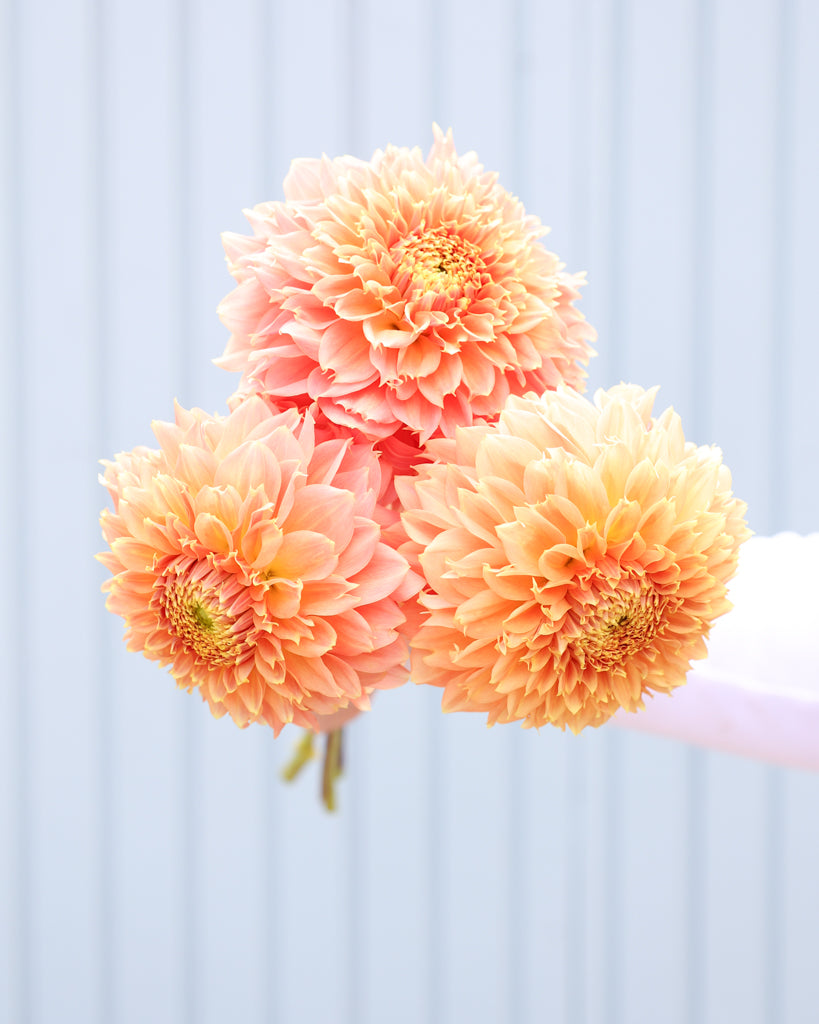 Nahaufnahme der Dahliensorte Bloomquist Sue vor einem blauen Hintergrund.