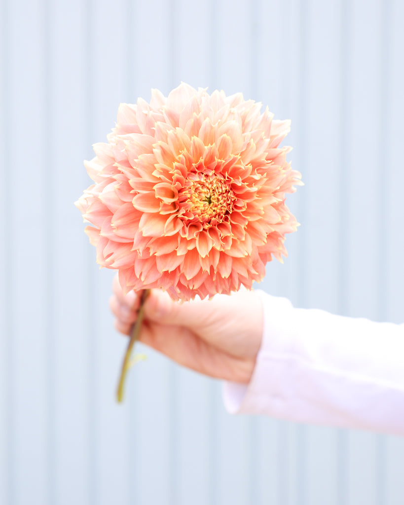Nahaufnahme der Dahliensorte Bloomquist Sue vor einem blauen Hintergrund.
