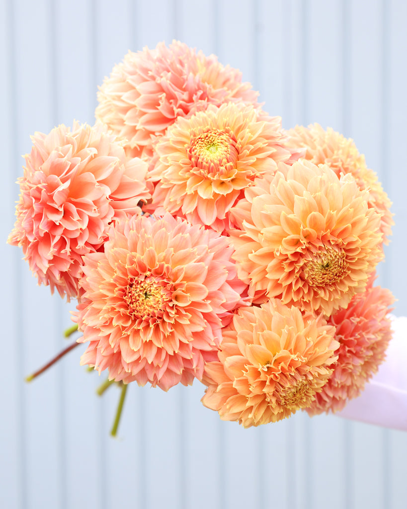 Nahaufnahme eines Dahlienstraußes der Sorte Bloomquist Sue vor einem blauen Hintergrund.