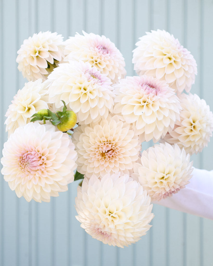 Dahlienstrauß der Dahliensorte Bloomquist Tory P. vor einem blauen Hintergrund.