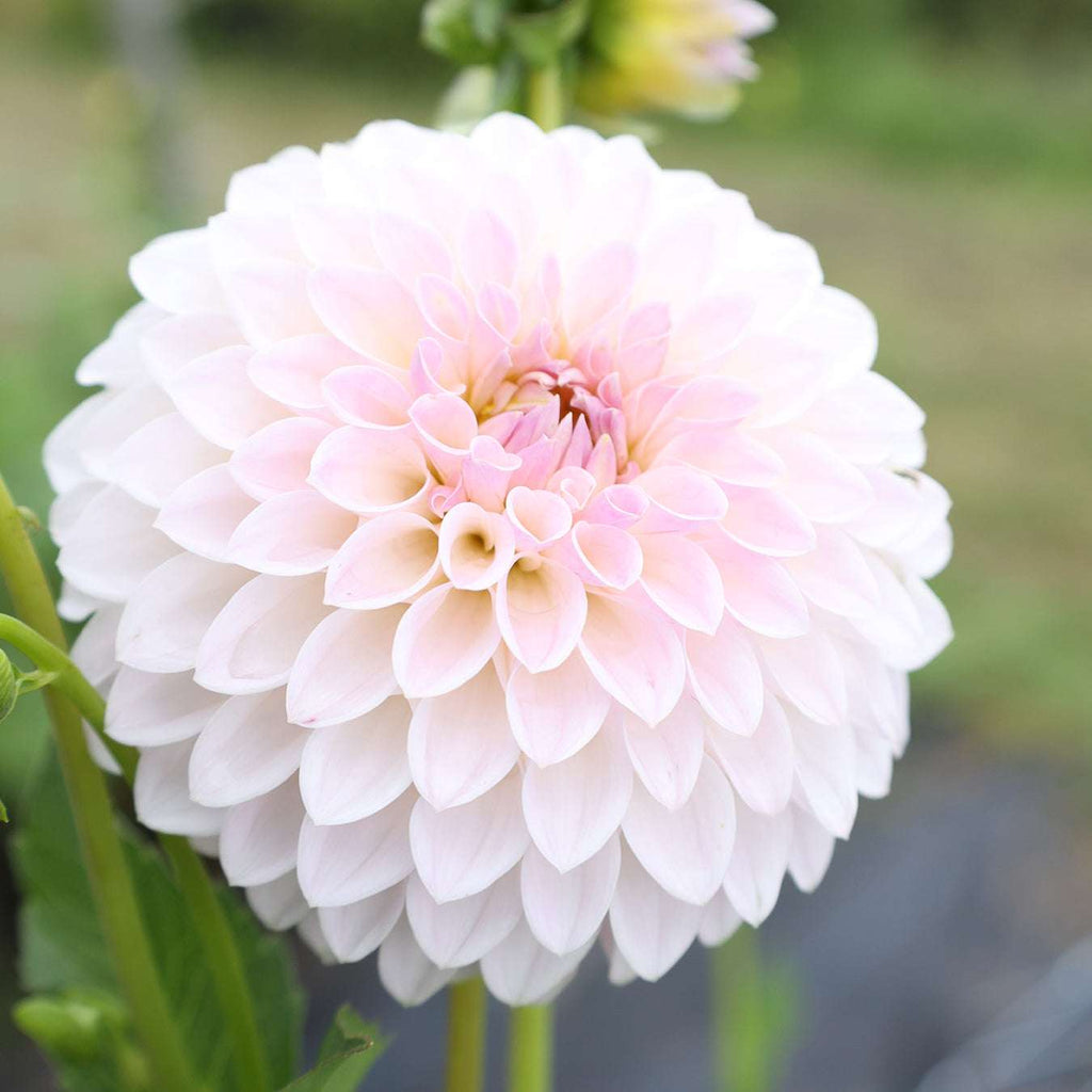 Dahlia Bloomquist Tory P