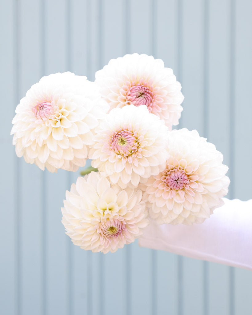 Dahlienstrauß der Dahliensorte Bloomquist Tory P. vor einem blauen Hintergrund.