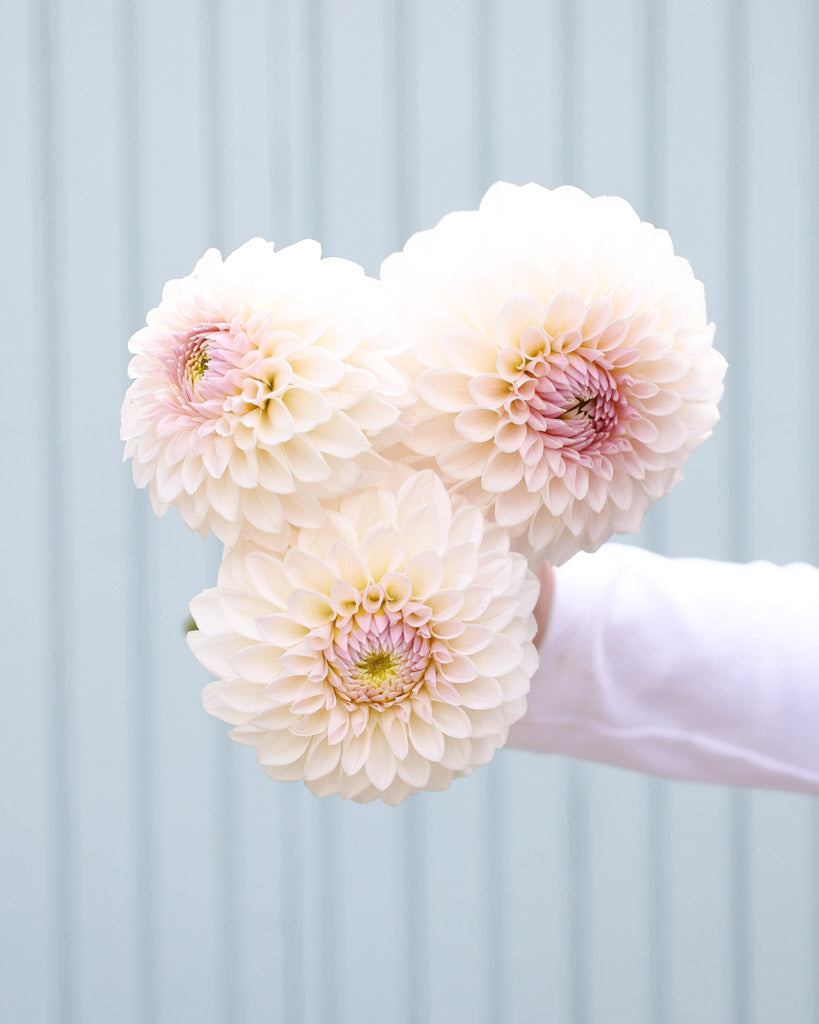 Drei Blüten der Dahliensorte Bloomquist Tory P. vor einem blauen Hintergrund.