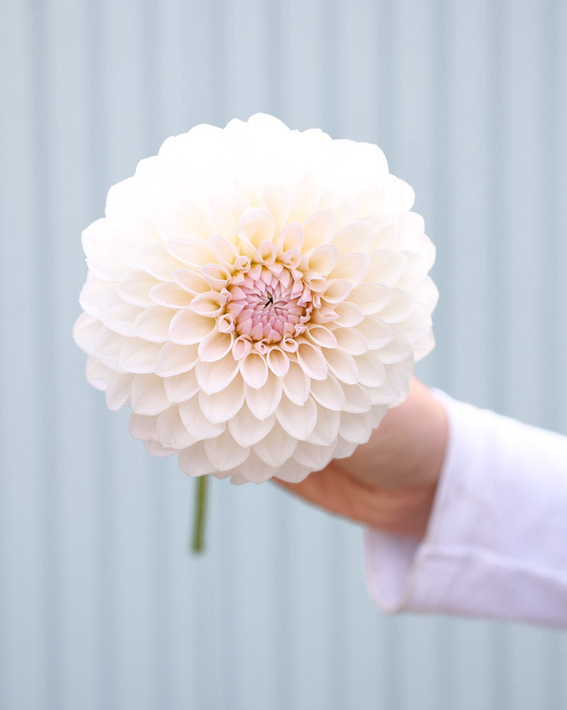 Eine Blüte der Dahliensorte Bloomquist Tory P. vor einem blauen Hintergrund.