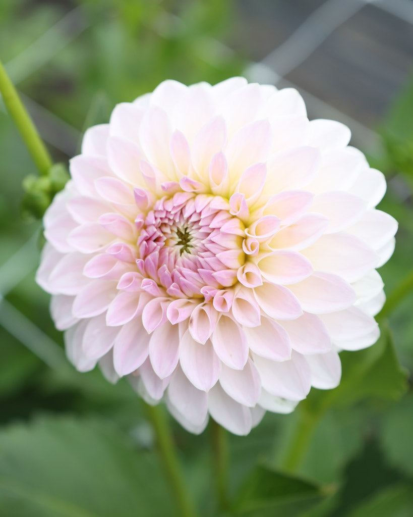 Eine Blüte der Dahliensorte Bloomquist Tory P. im Beet.