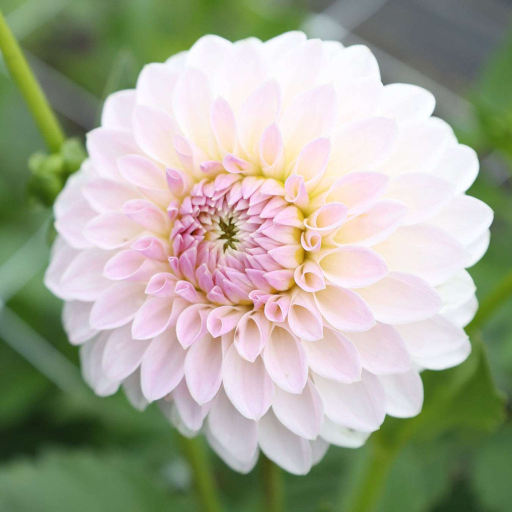 Dahlia Bloomquist Tory P