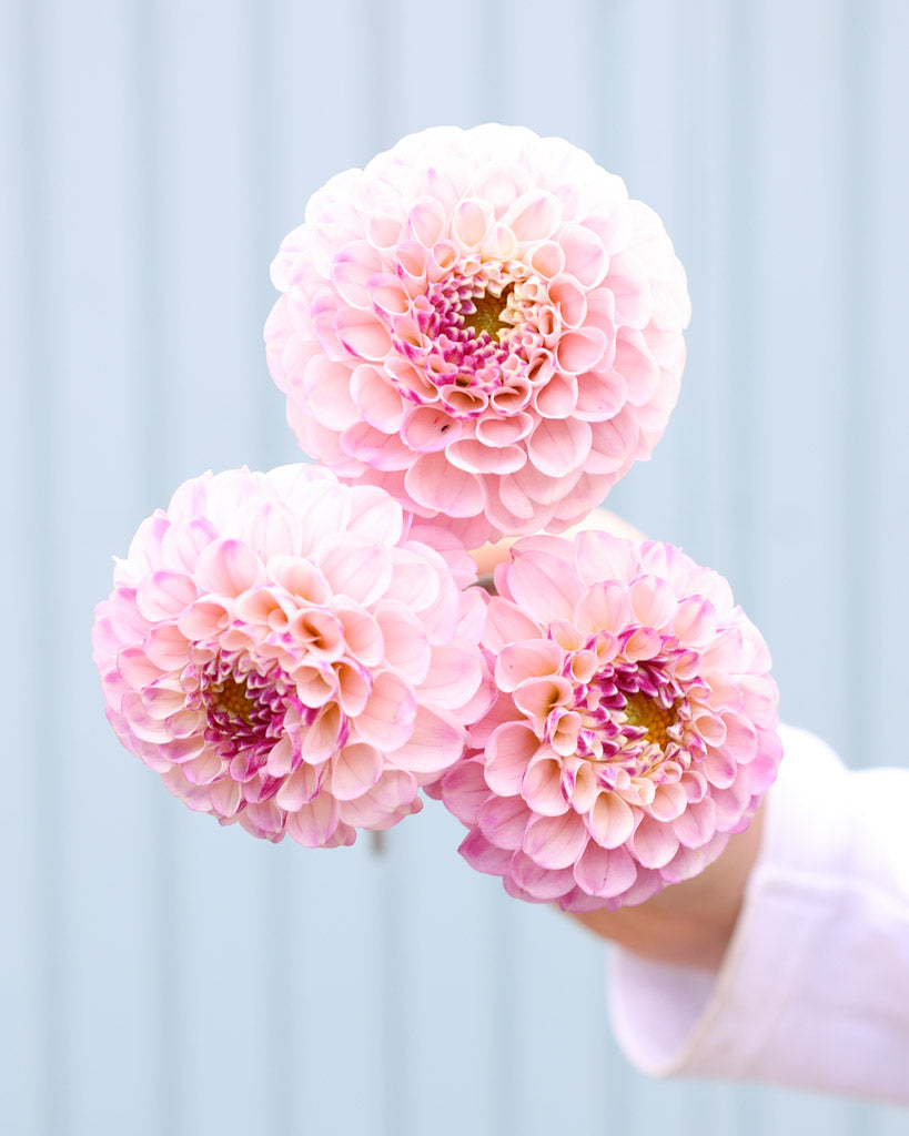 Nahaufnahme von drei Dahlienblüten der Sorte Bloomquist Wonderful