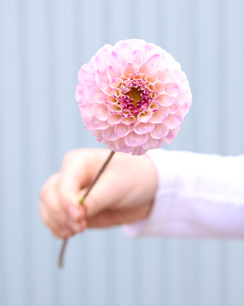 Nahaufnahme einer Dahlienblüten der Sorte Bloomquist Wonderful