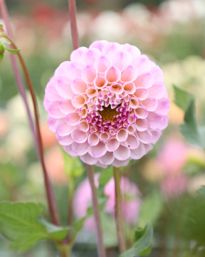 Nahaufnahme einer Dahlienblüten der Sorte Bloomquist Wonderful im Beet