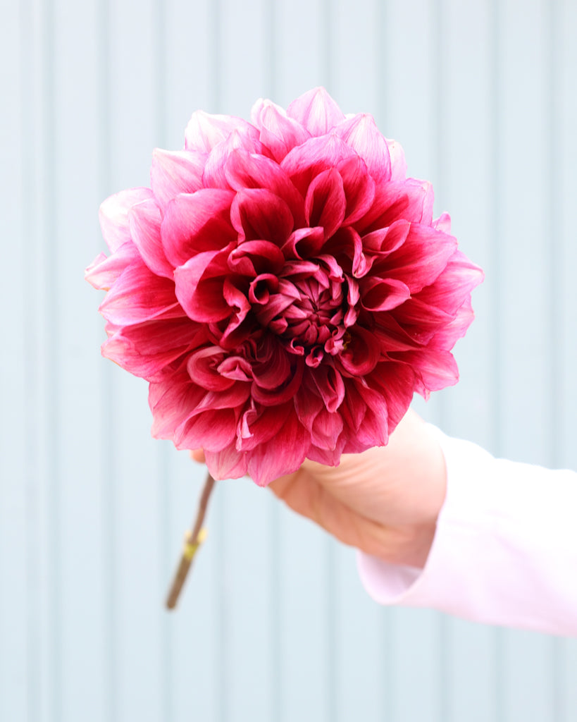 Eine Dahlienblüte der Sorte Bloomquist York vor einem hellblauen Hintergrund.