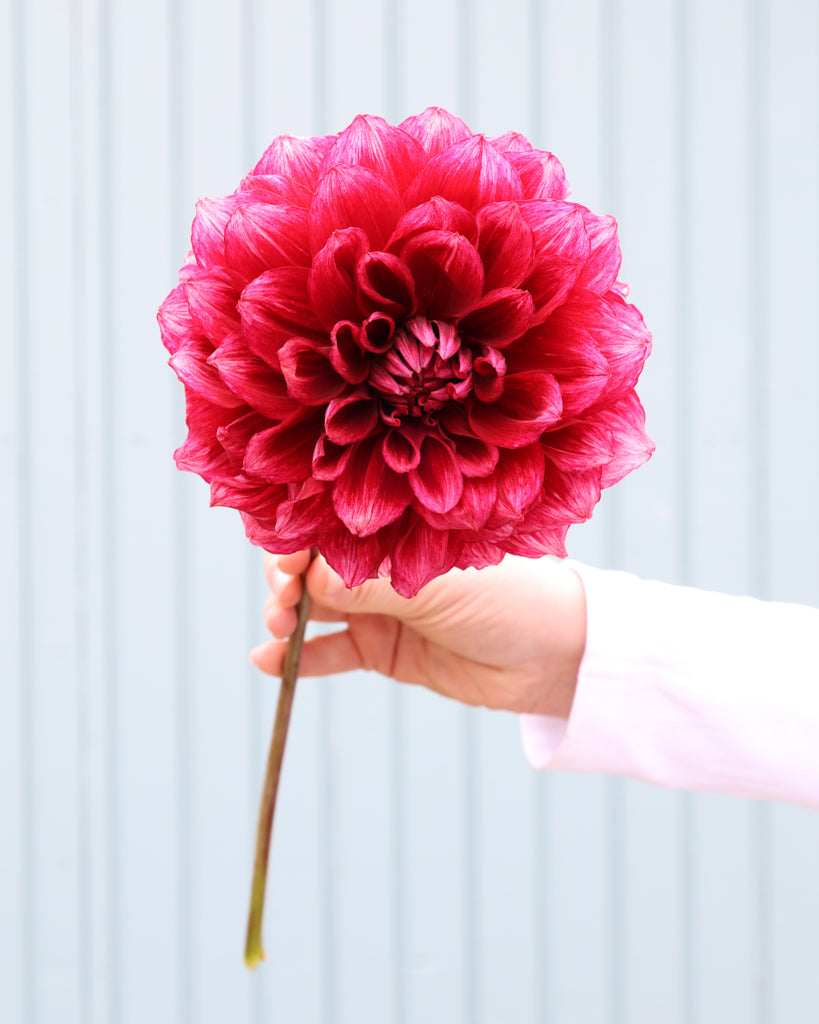Eine Dahlienblüte der Sorte Bloomquist York vor einem hellblauen Hintergrund.