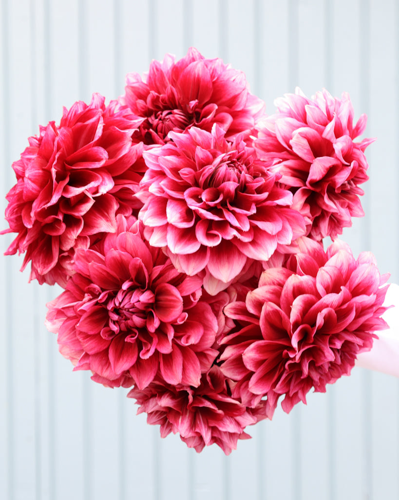 Ein Dahlienstrauß mit Blüten der Sorte Bloomquist York vor einem hellblauen Hintergrund.