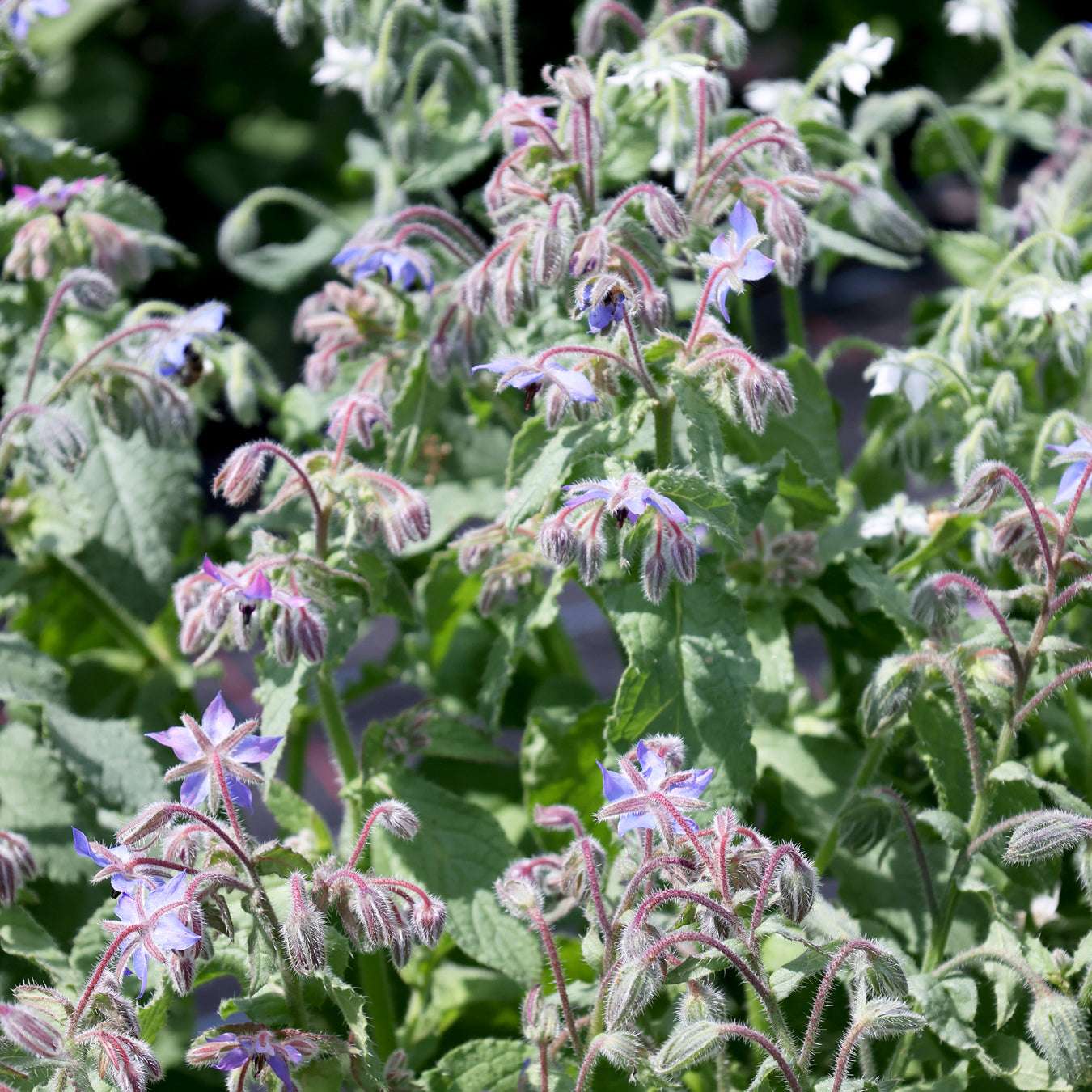 Borage - Borago officinalis