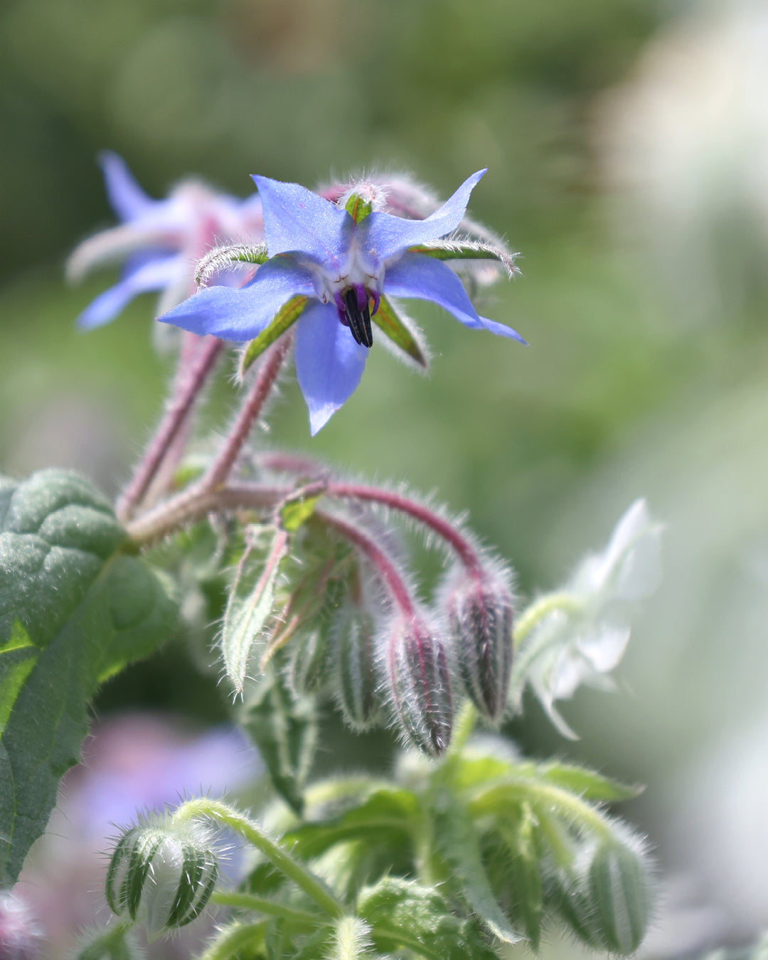 Pflanze Borretsch mit blauer Blüte aus der Gartenzauber Saatgutserie