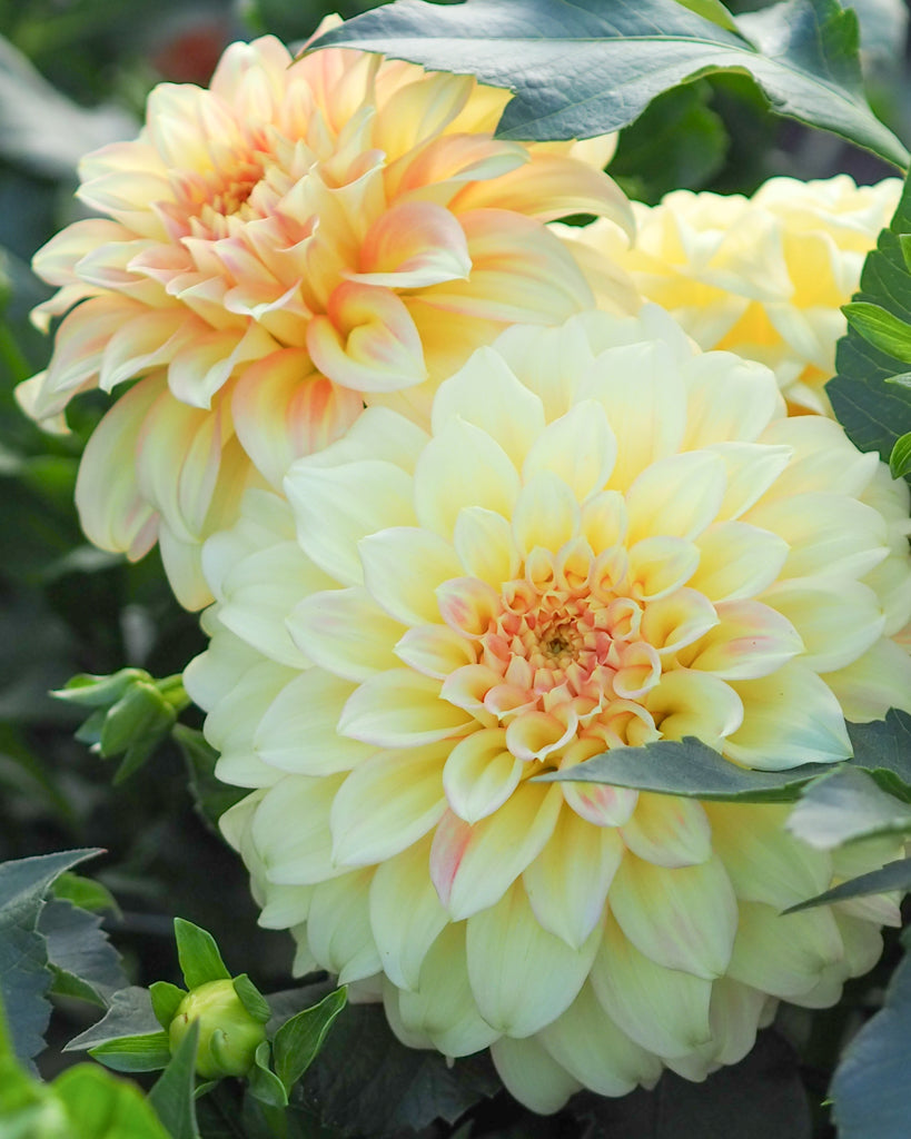Eine Dahlienblüte der Sorte Bracken Sarah im Beet.