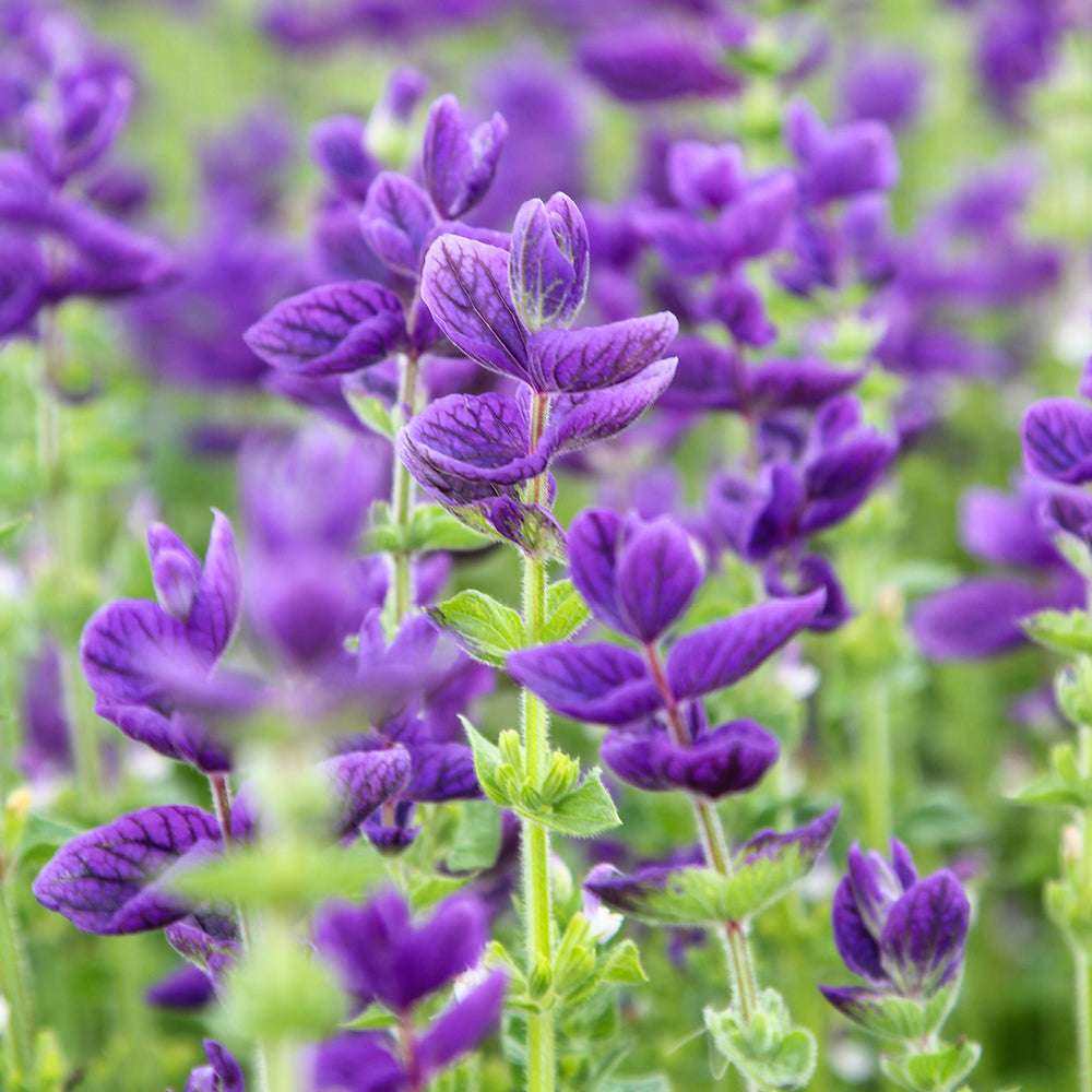 Bluehende Pflanze Buntschopfsalbei - Salvia viridis 'Blue Monday' aus der Gartenzauber-Saatgutserie