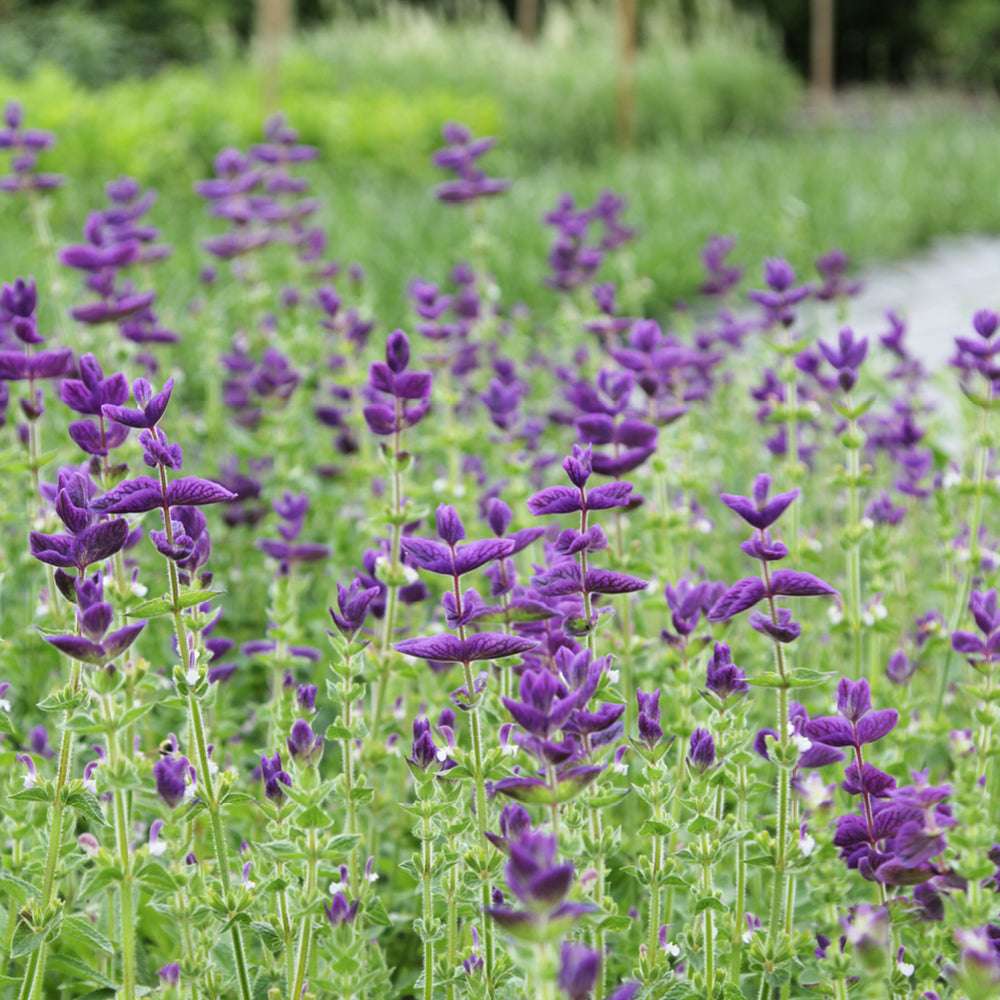 Bluehende Pflanze Buntschopfsalbei - Salvia viridis 'Blue Monday' aus der Gartenzauber-Saatgutserie