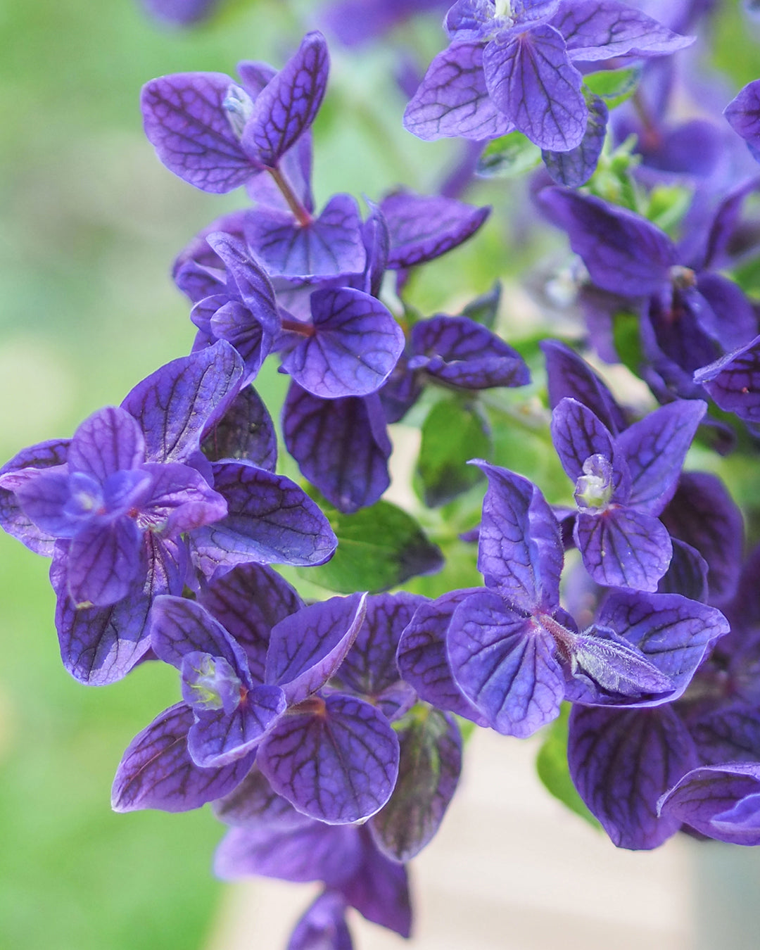 luehende Pflanze Buntschopfsalbei - Salvia viridis 'Blue Monday' aus der Gartenzauber-Saatgutserie