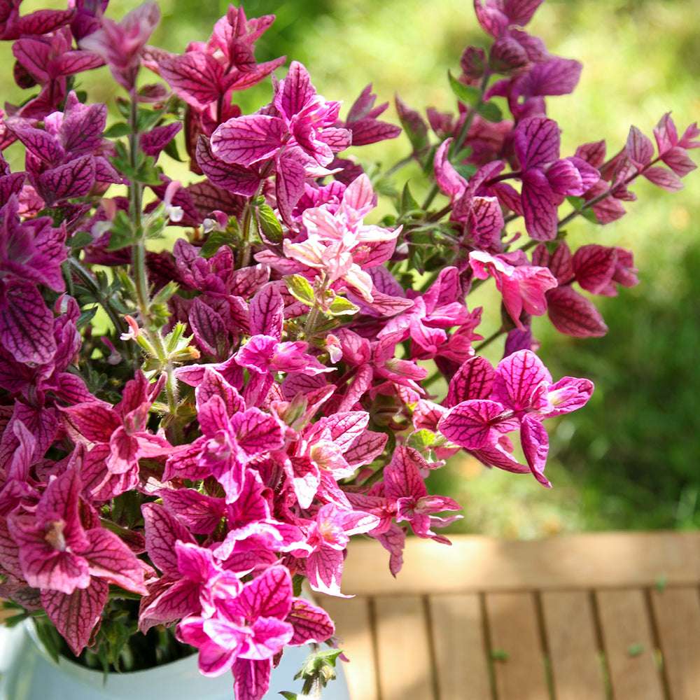 Bluehende Pflanze Buntschopfsalbei - Salvia viridis 'Pink Sunday' aus der Gartenzauber-Saatgutserie