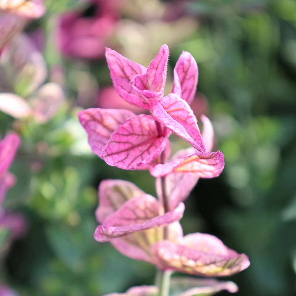 Bluehende Pflanze Buntschopfsalbei - Salvia viridis 'Pink Sunday' aus der Gartenzauber-Saatgutserie