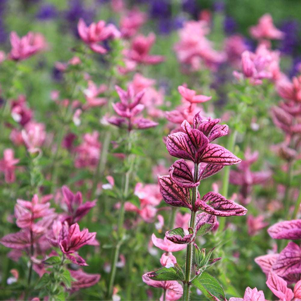 Bluehende Pflanze Buntschopfsalbei - Salvia viridis 'Pink Sunday' aus der Gartenzauber-Saatgutserie