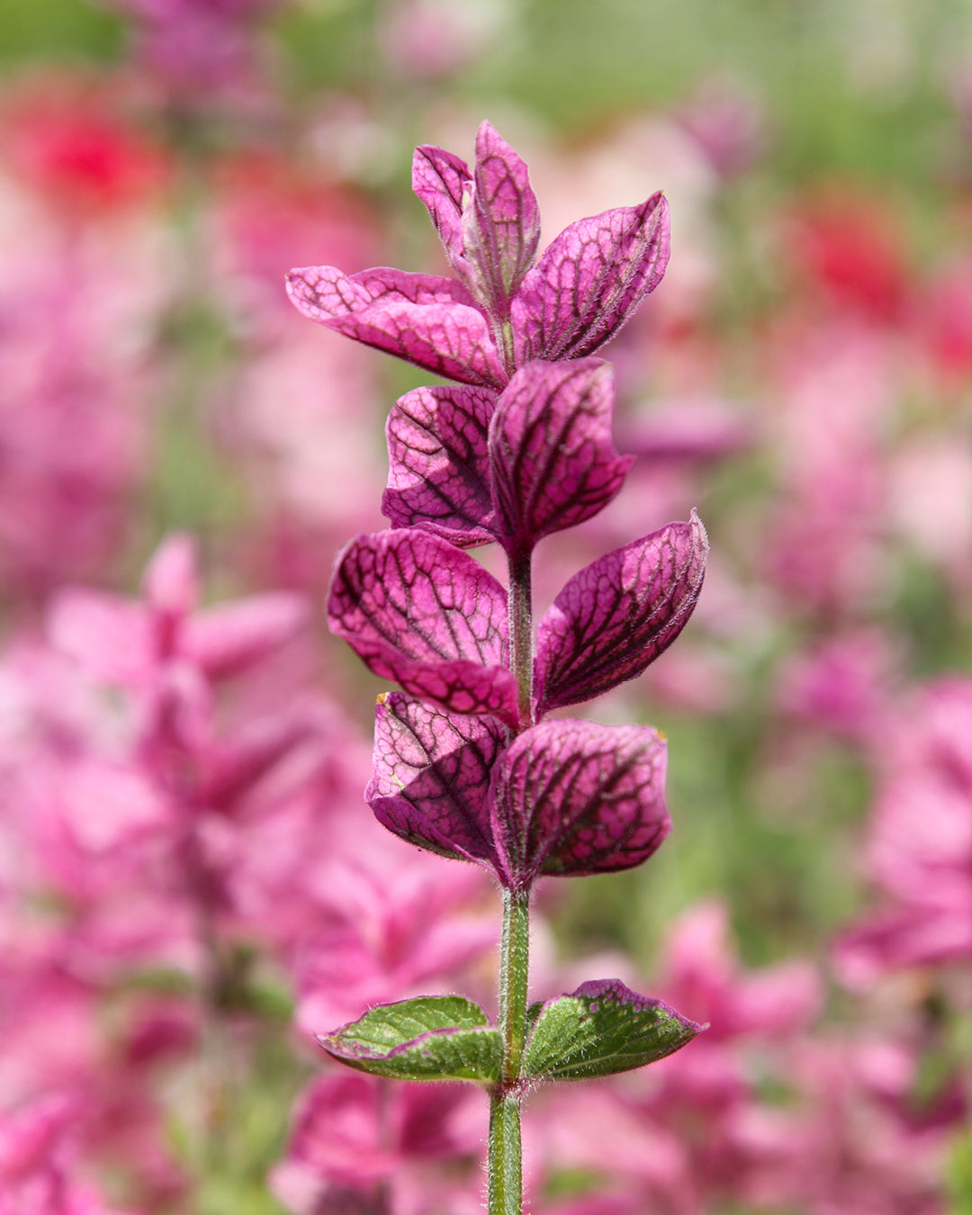 Bluehende Pflanze Buntschopfsalbei - Salvia viridis 'Pink Sunday' aus der Gartenzauber-Saatgutserie