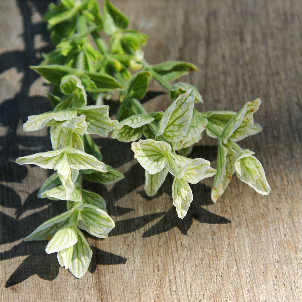 Bluehende Pflanze Buntschopfsalbei - Salvia viridis 'White Swan' aus der Gartenzauber-Saatgutserie