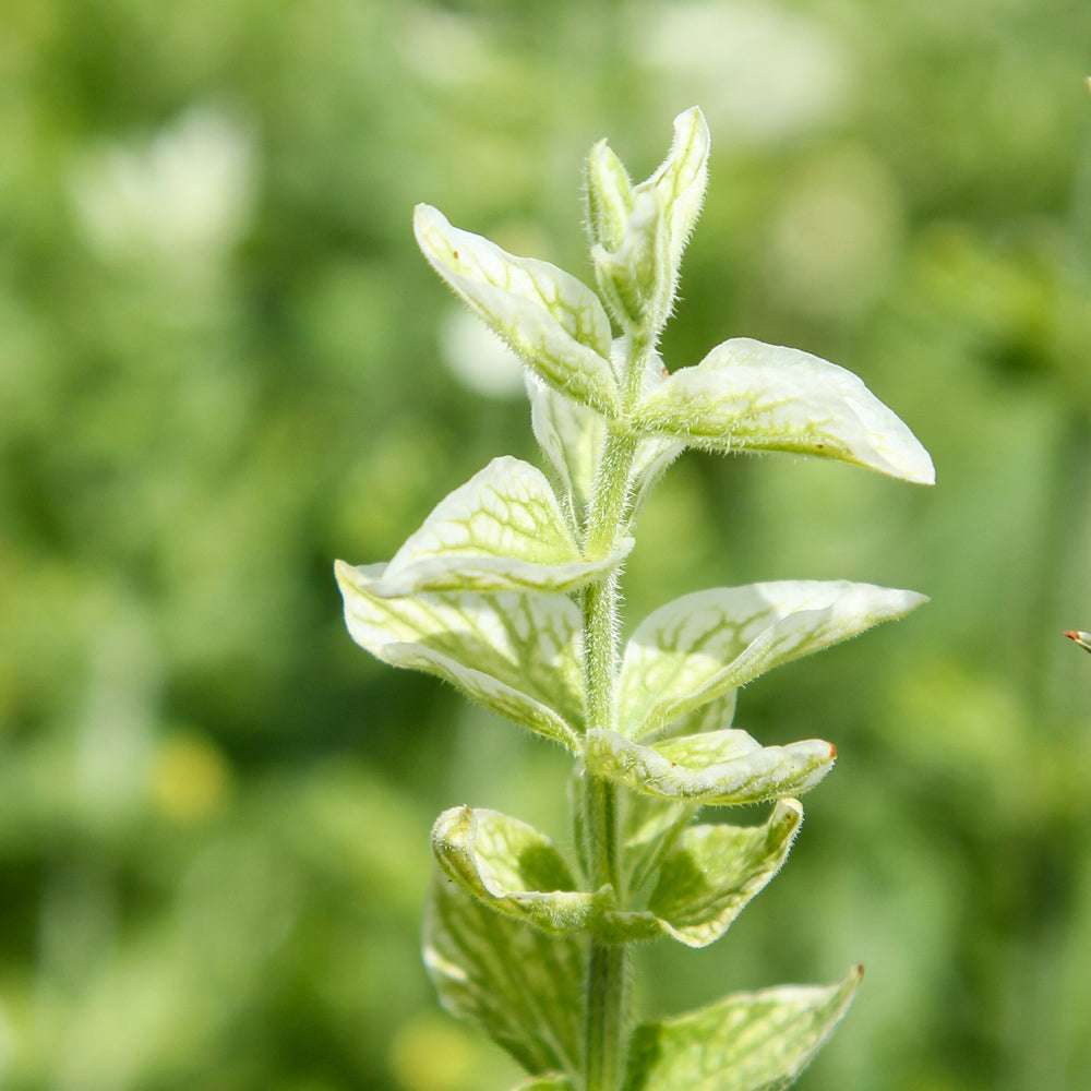 Bluehende Pflanze Buntschopfsalbei - Salvia viridis 'White Swan' aus der Gartenzauber-Saatgutserie