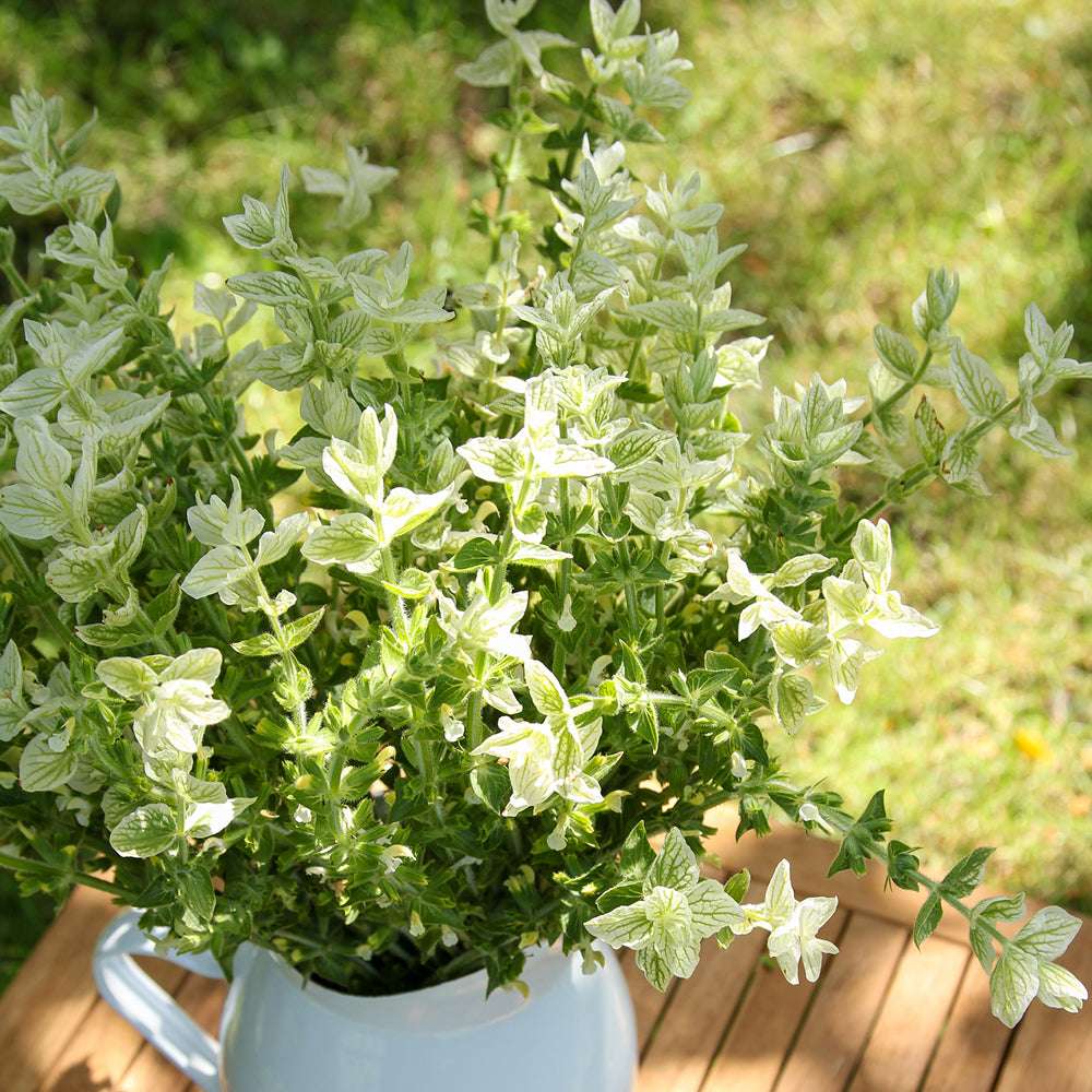 Bluehende Pflanze Buntschopfsalbei - Salvia viridis 'White Swan' aus der Gartenzauber-Saatgutserie als Strauß in einem Emaillekrug