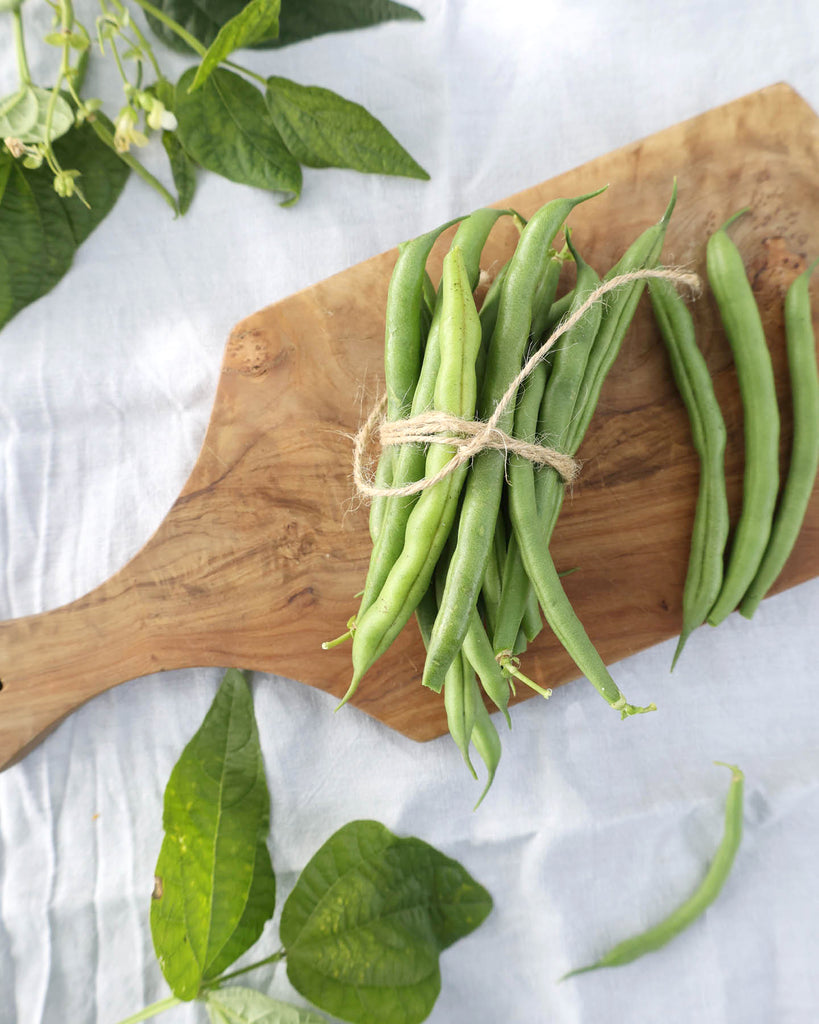 Bean Bush bean 'Caruso' – Phaseolus vulgaris