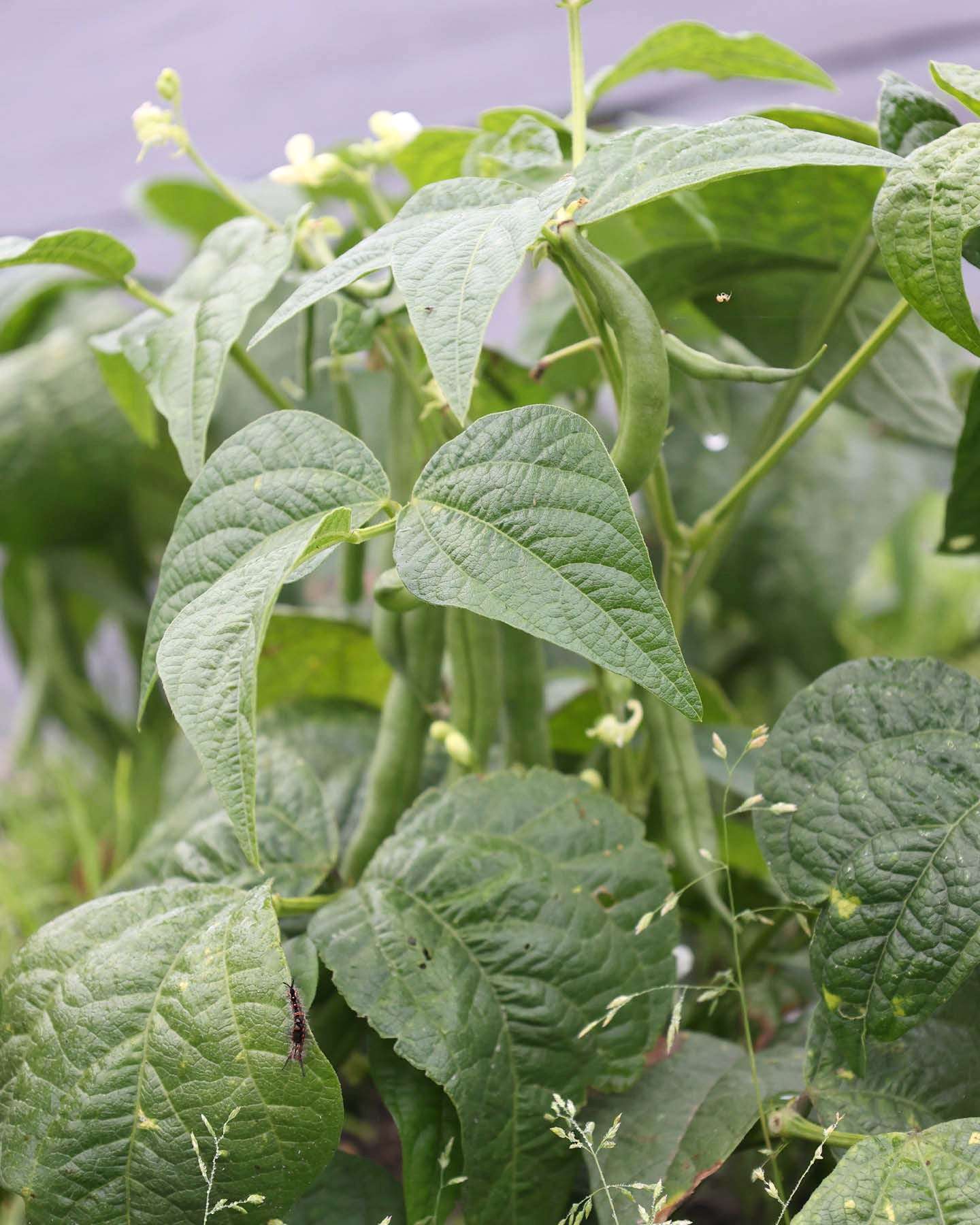 Bohne · Buschbohne · 'Caruso' · BIO · Phaseolus vulgaris · Saatgut von Gartenzauber