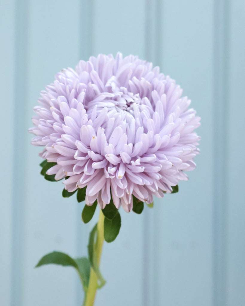 Nahaufnahme einer großen, gefüllten Blüte der Sommeraster (Callistephus chinensis ‘Lady Coral Lavender’) in zartem Lavendel.