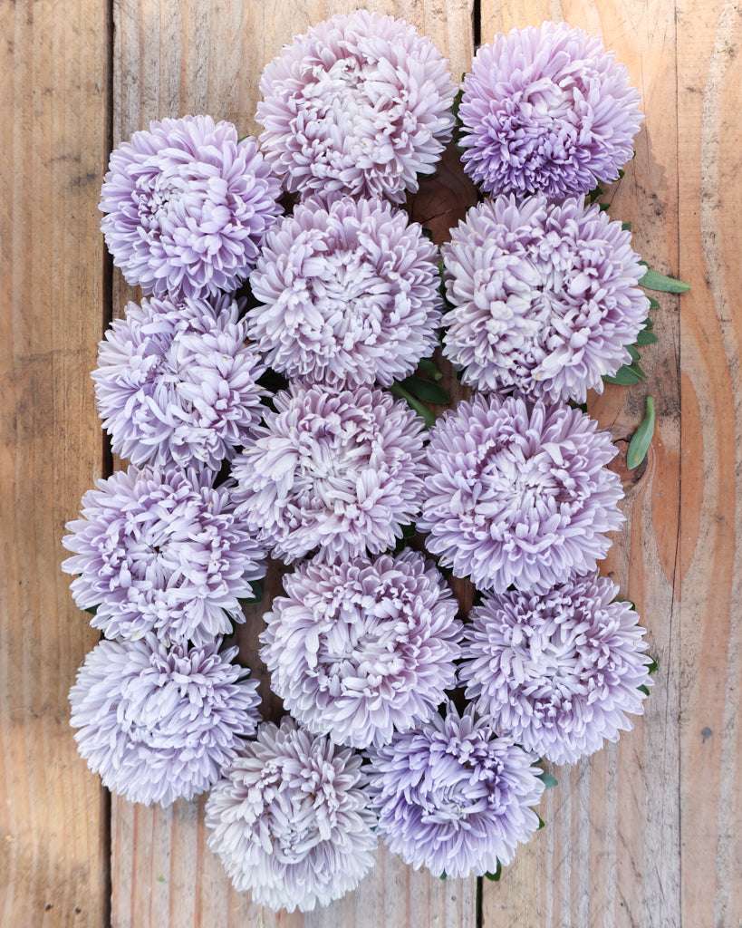 Mehrere große, gefüllte Blüten der Sommeraster (Callistephus chinensis ‘Lady Coral Lavender’) in einem eleganten Lavendelton als Flatlay.
