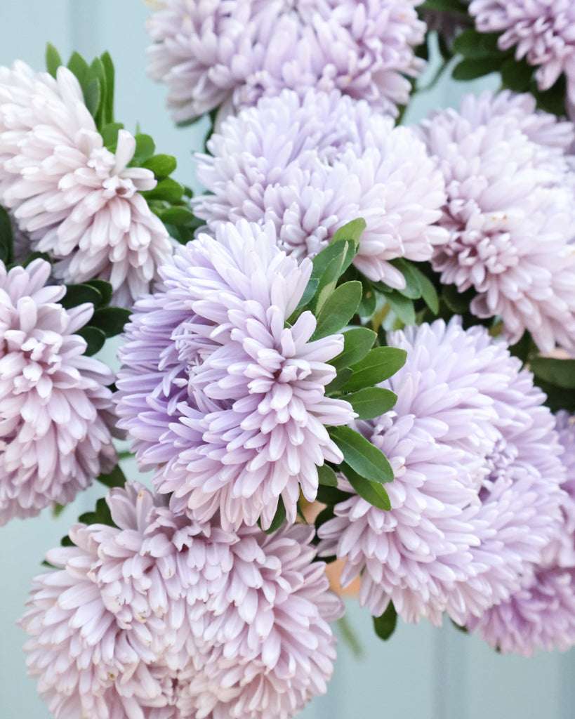Sommeraster - Callistephus chinensis 'Lady Coral Lavender'