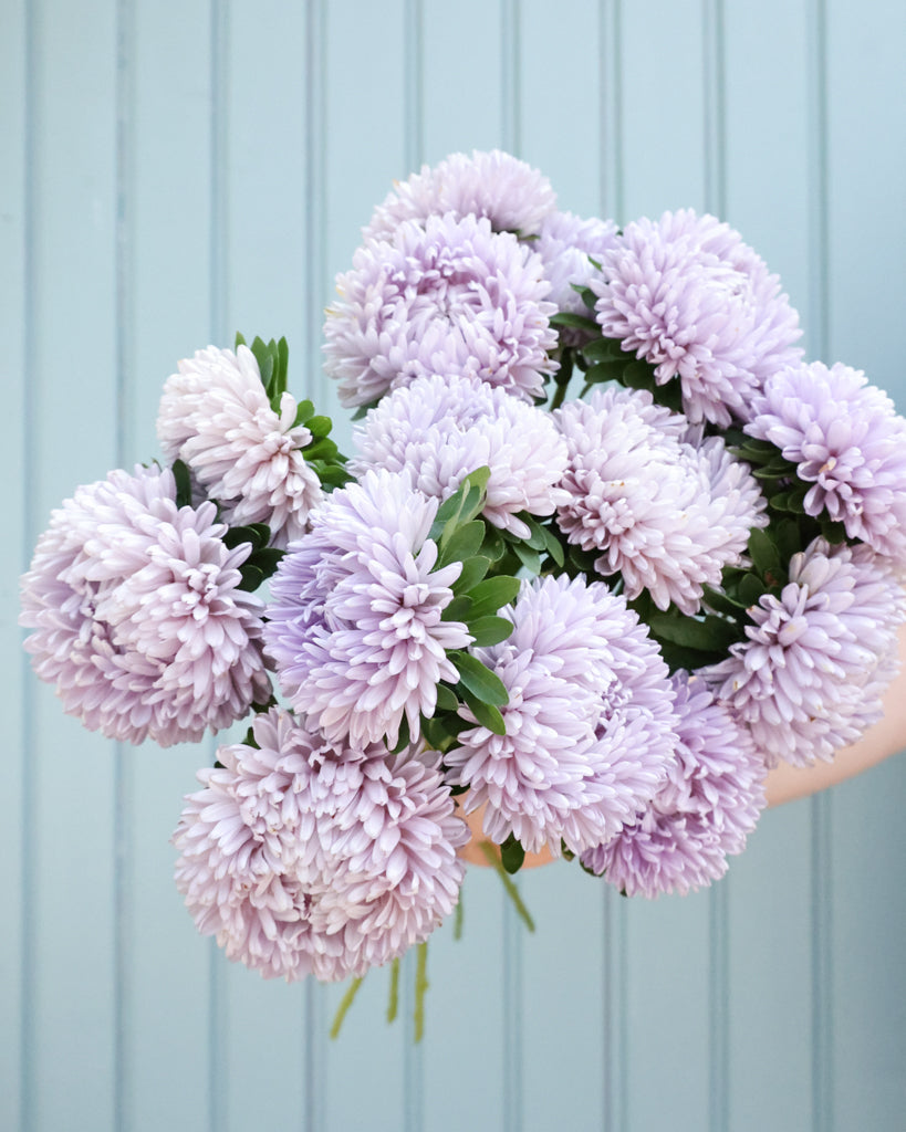 Mehrere große, gefüllte Blüten der Sommeraster (Callistephus chinensis ‘Lady Coral Lavender’) in einem eleganten Lavendelton als Strauß gehalten.