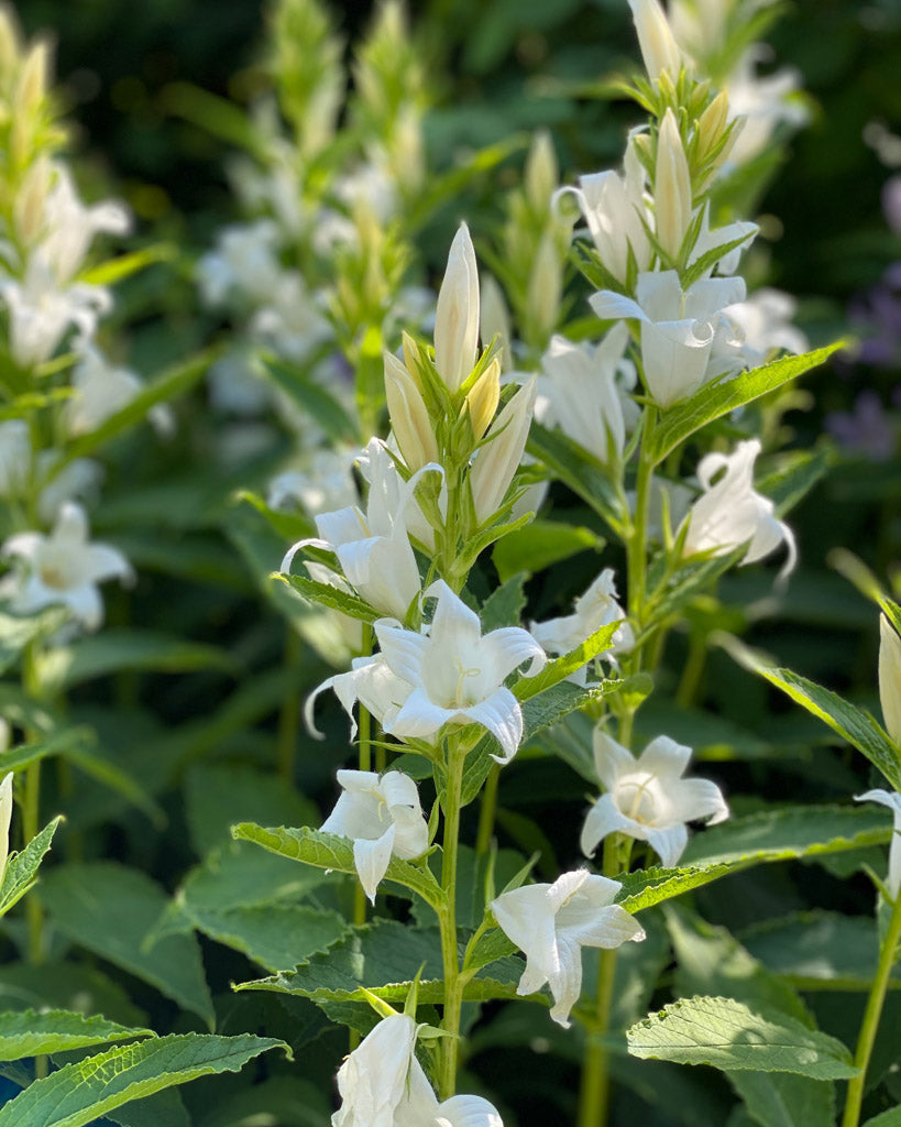 Mehrere große, glockenförmige Blüten der Wald-Glockenblume 'Alba'(Campanula latifolia var. macrantha) in Reinweiß blühend im Gartenbeet.