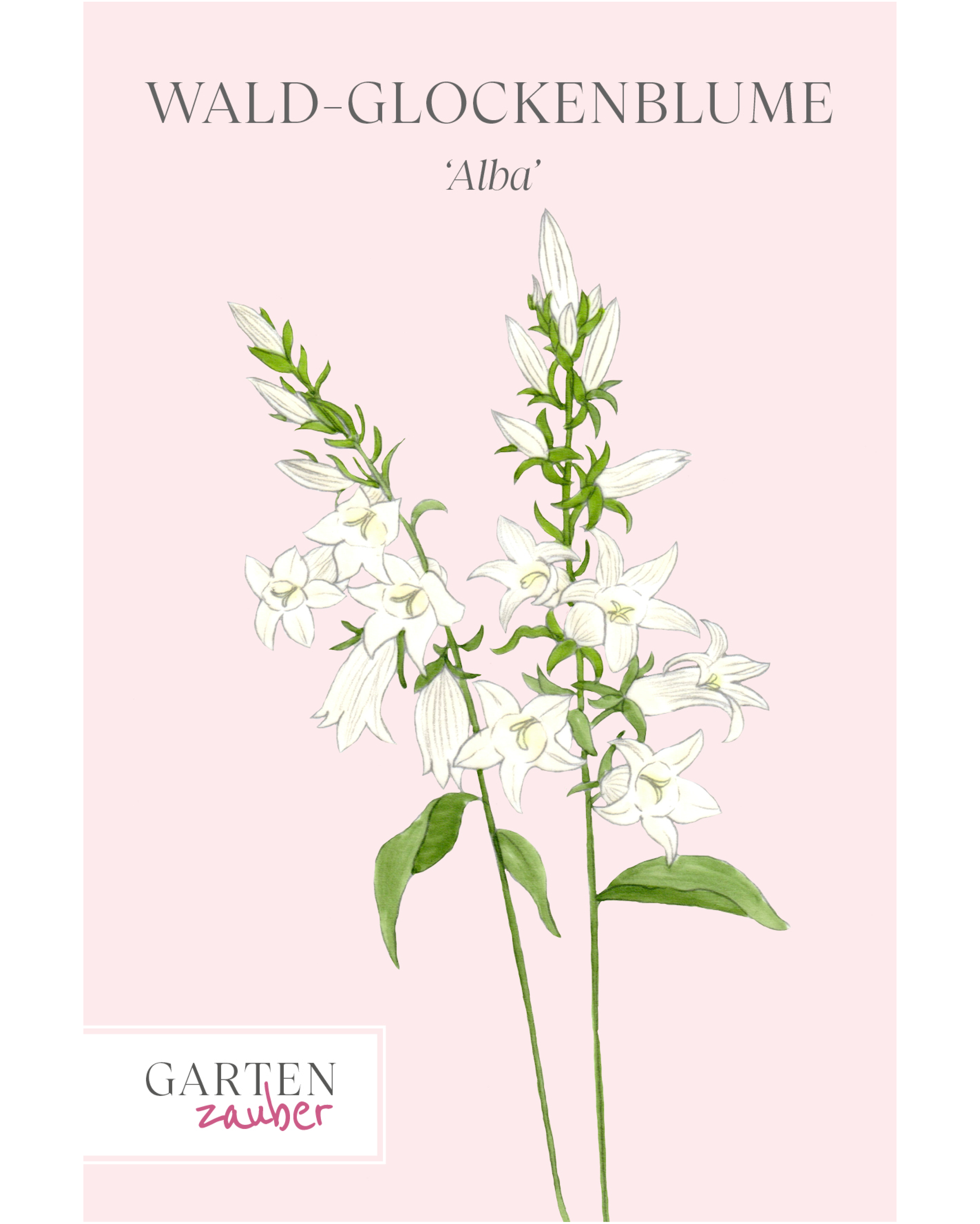 Vorderseite der Saatguttüte Wald-Glockenblume 'Alba' – Campanula latifolia var. macrantha mit handgezeichneter Illustration der großen, glockenförmigen Blüten in Reinweiß aus der Gartenzauber-Saatgutserie.
