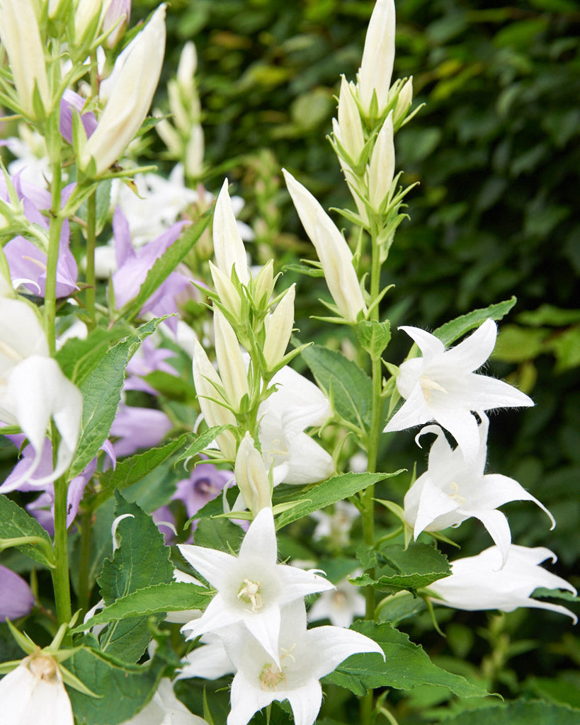 Mehrere große, glockenförmige Blüten der Wald-Glockenblume 'Alba'(Campanula latifolia var. macrantha) in Reinweiß blühend im Gartenbeet.