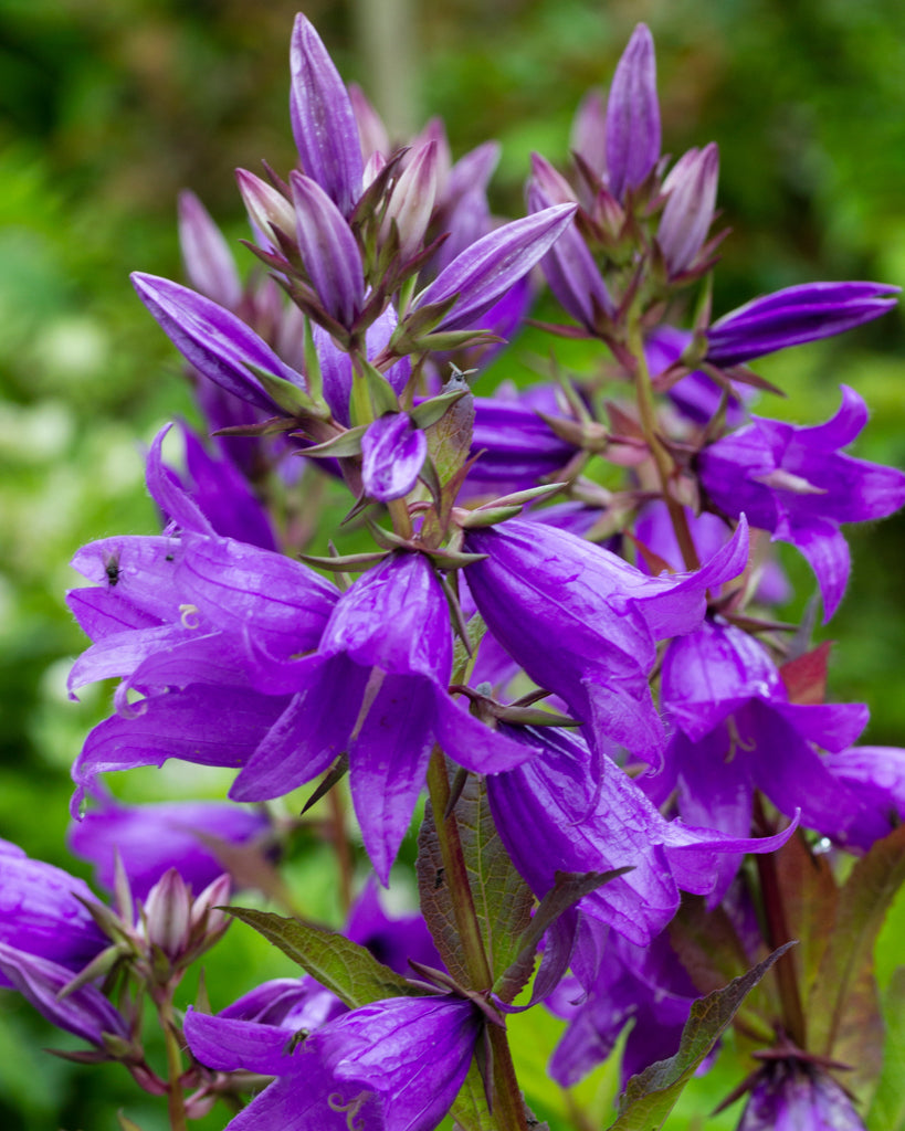 Nahaufnahme einiger großen, glockenförmigen Blüten der Wald-Glockenblume (Campanula latifolia var. macrantha) in zartem Lilablau bis Violett.