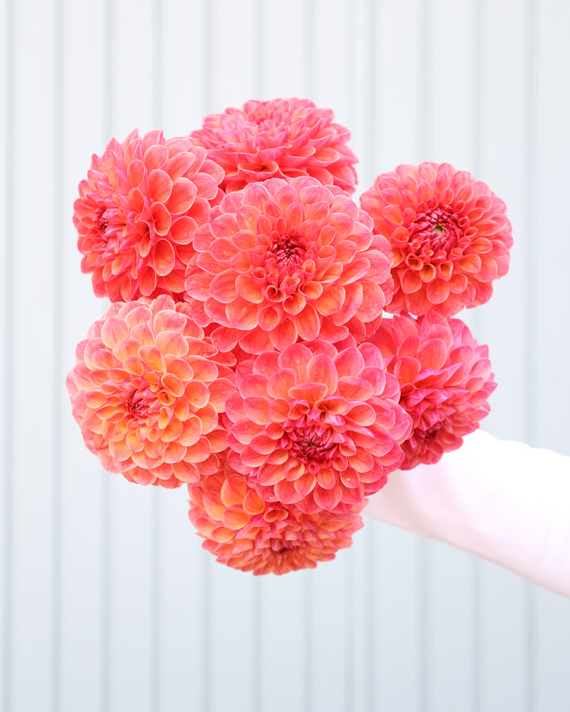 Blumenstrauß mehrere Blüten der Dahliensorte Cecil vor einem blauen Hintergrund.