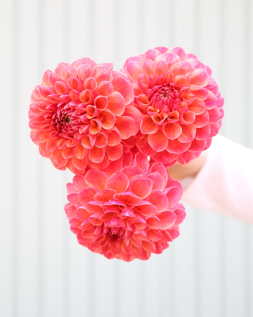 Drei Blüten der Dahliensorte Cecil vor einem blauen Hintergrund.