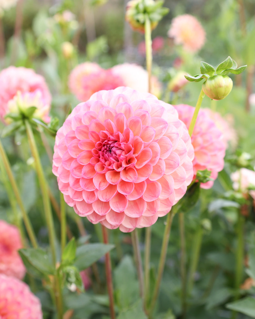 Nahaufnahme einer Dahlienblüt der Sorte Cecil im Beet.