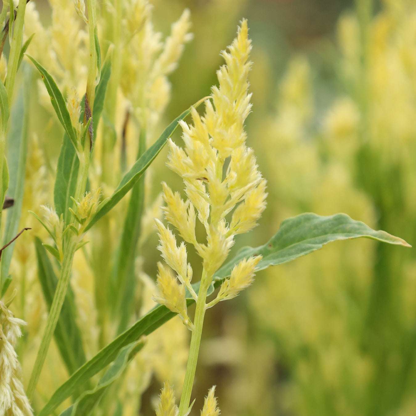 Celosie · 'Sylphid' · Celosia plumosa · Saatgut von Gartenzauber