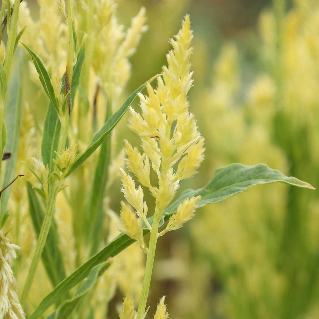 Celosia - Celosia plumosa 'Sylphid'