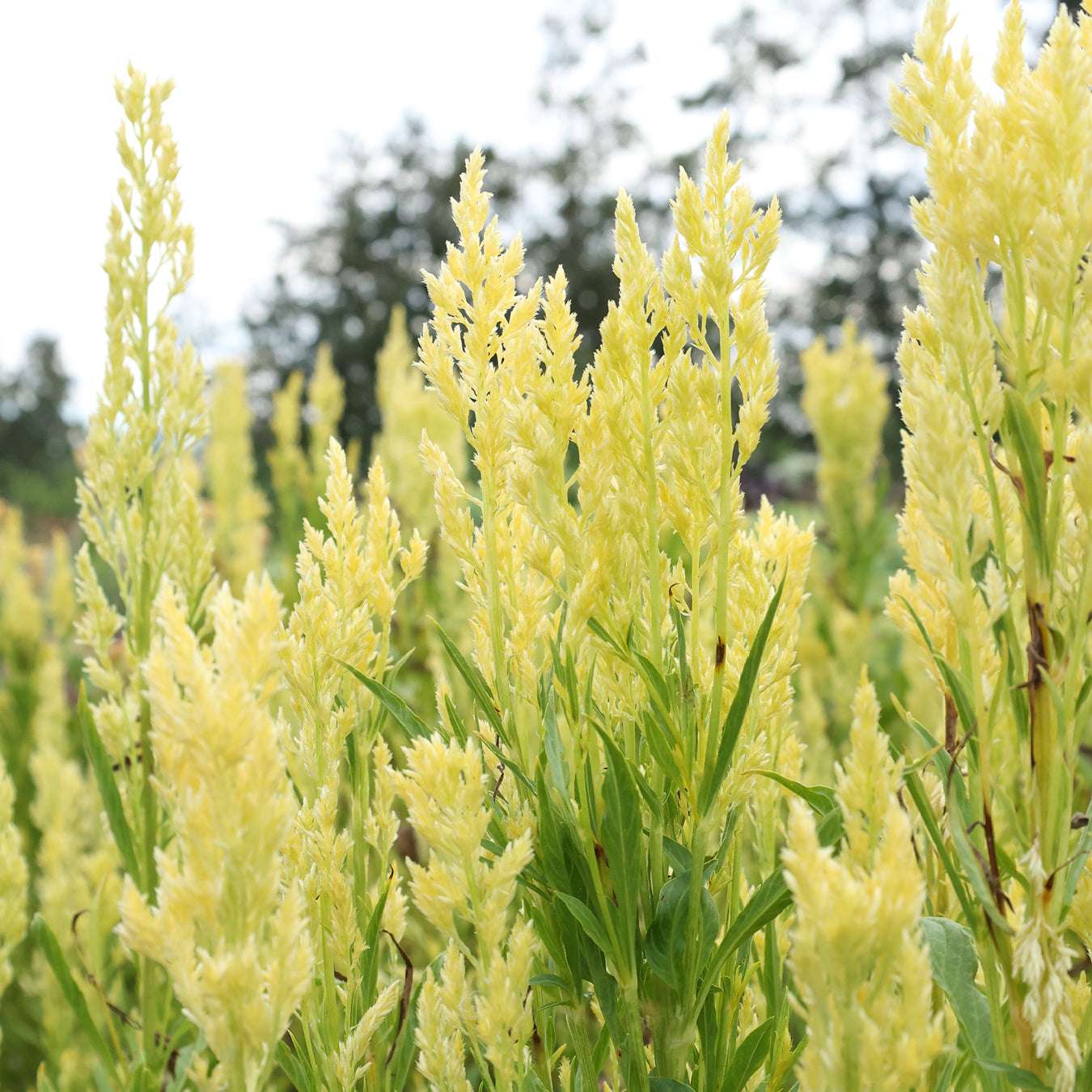 Celosie · 'Sylphid' · Celosia plumosa · Saatgut von Gartenzauber